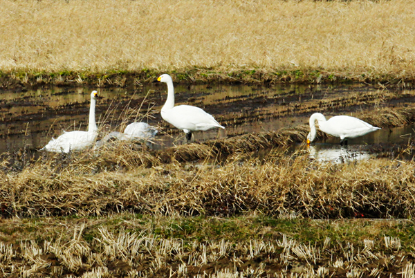 コハクチョウ コハクチョウ