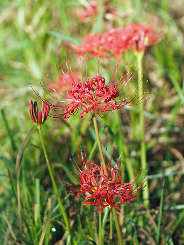 �q�K���o�i