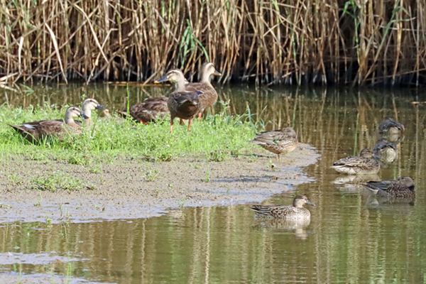 �J���K��(��)�ƃR�K��(�E) 