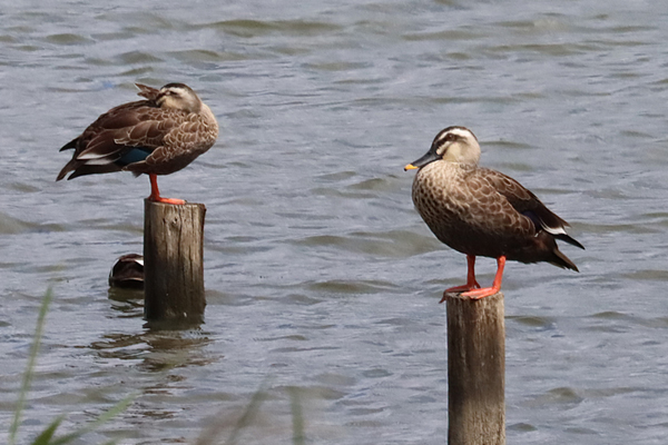 �Y�Ɏ~�܂�J���K��