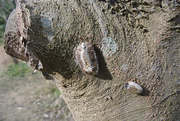 �n���r���J�}�L���̂��܂�