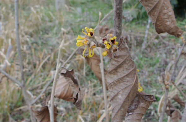 �}���T�N�̉�