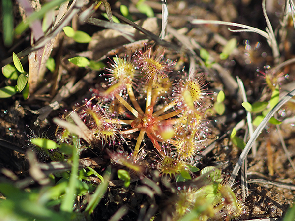 ���E�Z���S�P