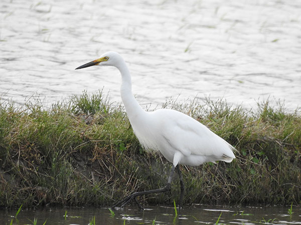 �`���E�T�M