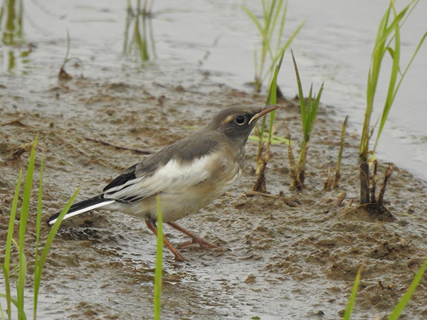 �Z�O���Z�L���C�̗c��