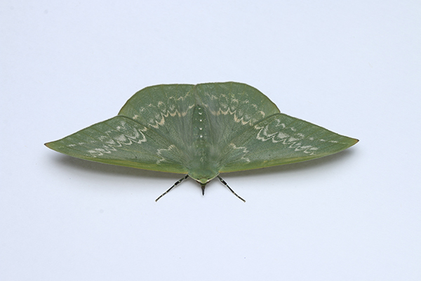 �J�M�o�A�I�V���N