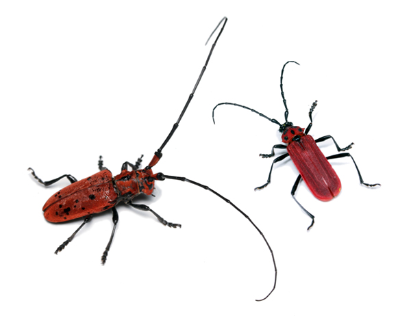 �Ԃ��J�~�L�����V2��