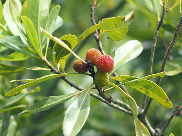 ���}�����̉ʎ�