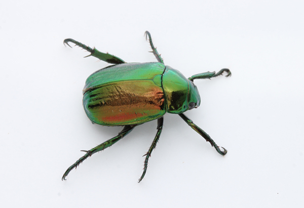 �R�K�l���V