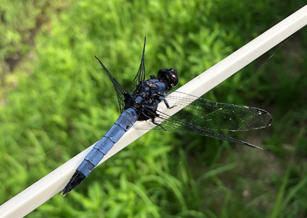 �I�I�V�I�J���g���{