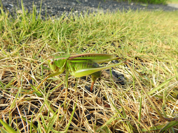 �j�V�L���M���X