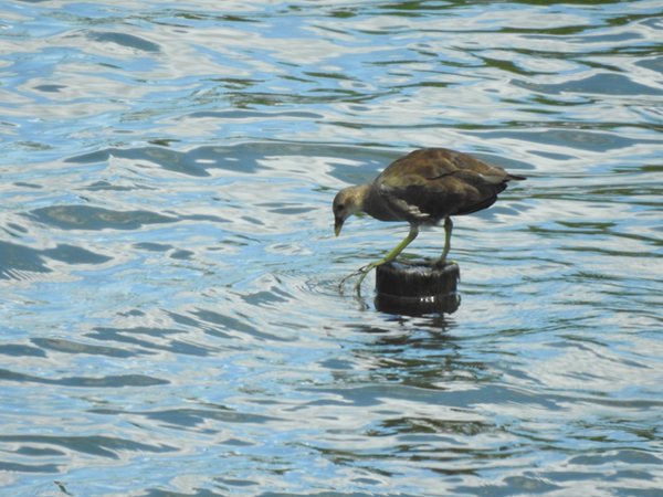 �o���̗c��