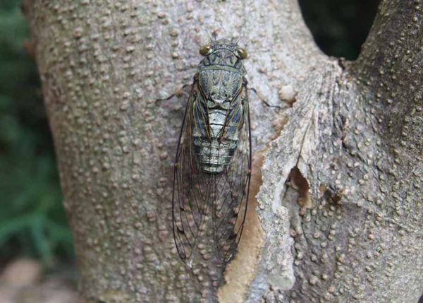 �c�N�c�N�{�E�V