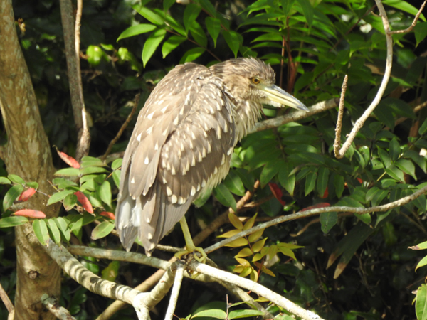 �S�C�T�M�̎ᒹ