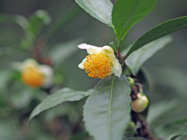 �`���m�L�̔�����