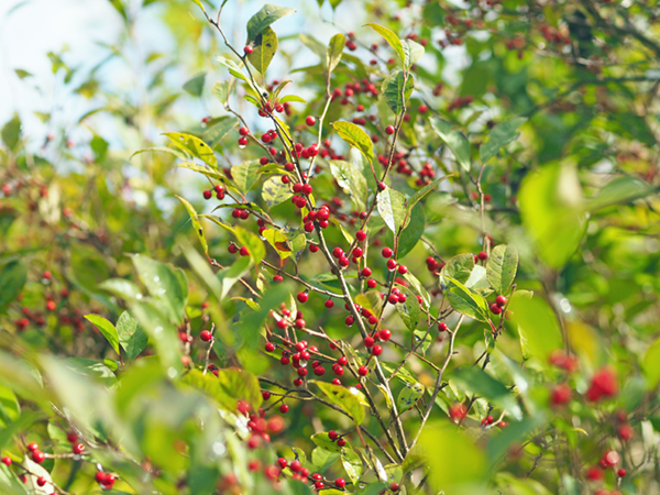 �E�����h�L�̉ʎ�