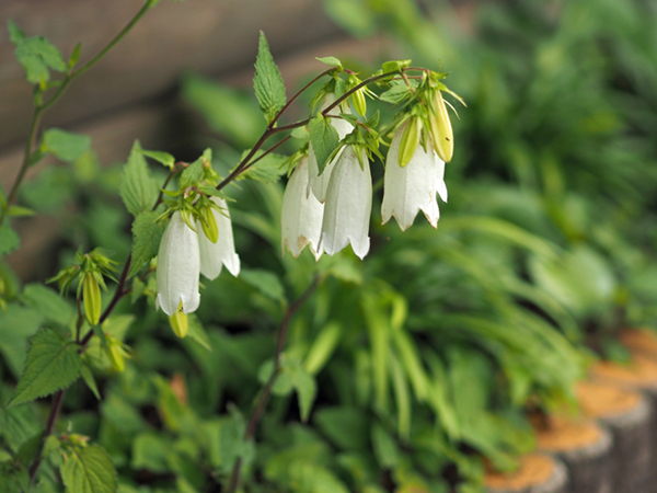 �z�^���u�N��