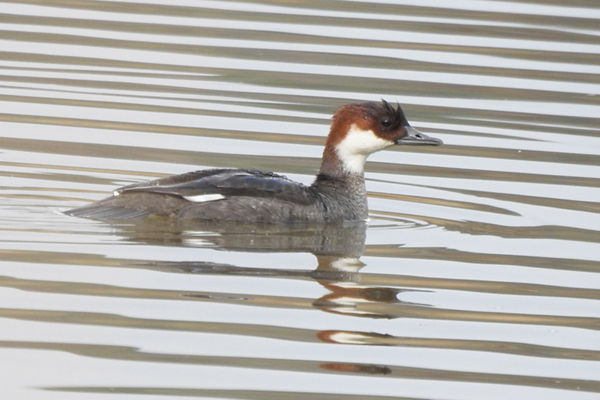 ミコアイサ ミコアイサ