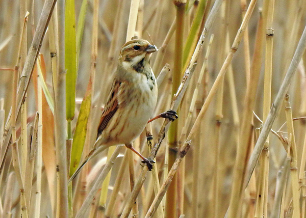 オオジュリン オオジュリン