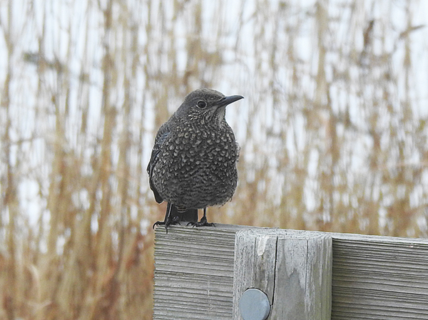 イソヒヨドリ イソヒヨドリ