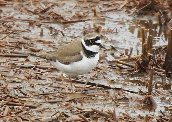 コチドリ コチドリ