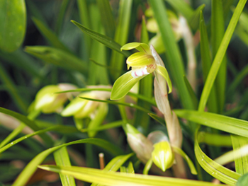 シュンランの花 シュンランの花