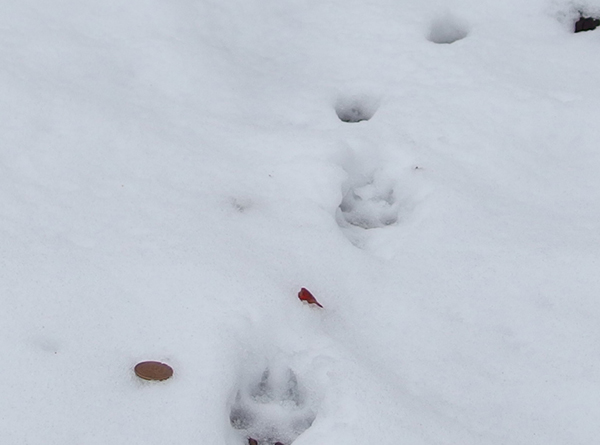 ����̑�����