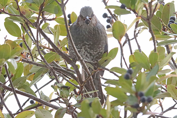 �q���h��