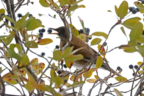 �V���n��