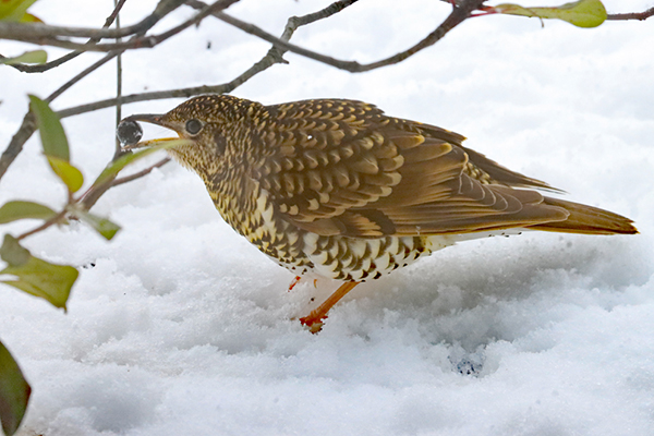 �g���c�O�~