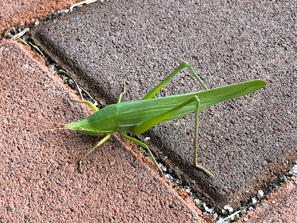 �N�r�L���M���X