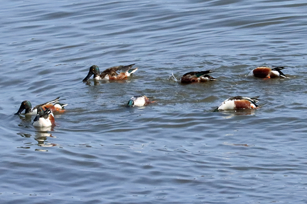 �n�V�r���K��