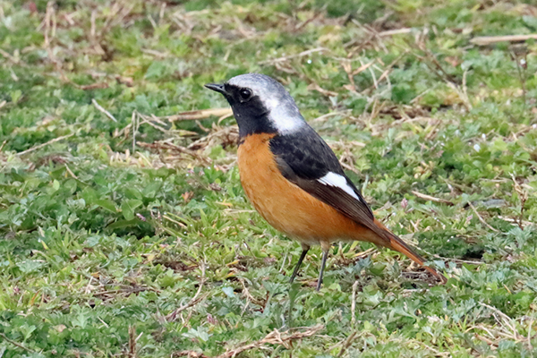 �W���E�r�^�L