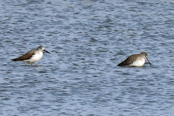 �A�I�A�V�V�M�ƃc���V�M