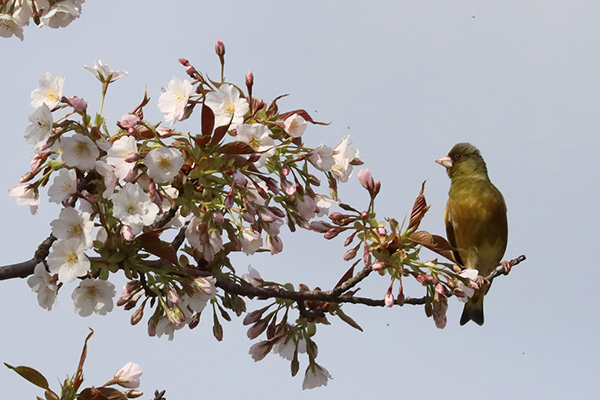 �J�����q��