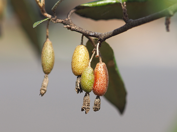 �i���V���O�~