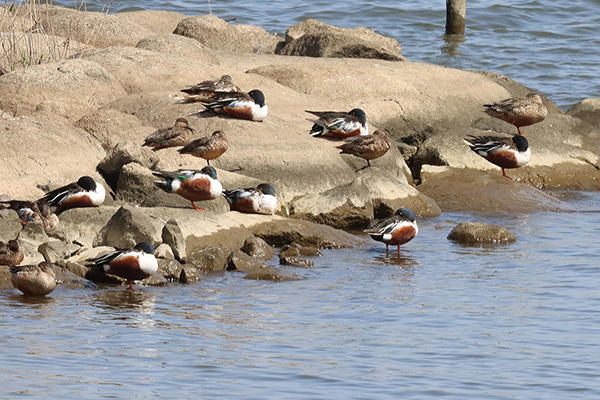 �g���c�O�~