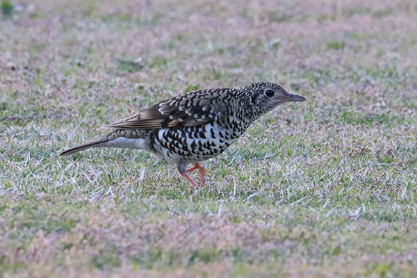 �g���c�O�~