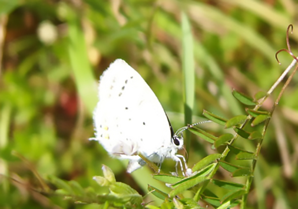 �c�o���V�W�~