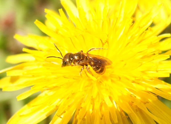 ���F�̃n�i�o�`