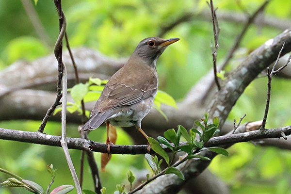 �V���n��