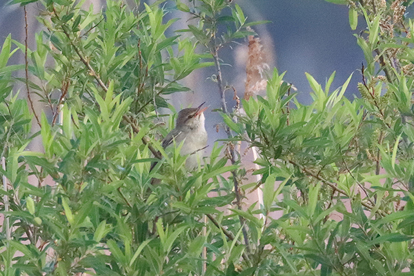 �I�I���V�L��