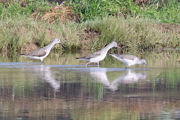 �A�I�A�V�V�M