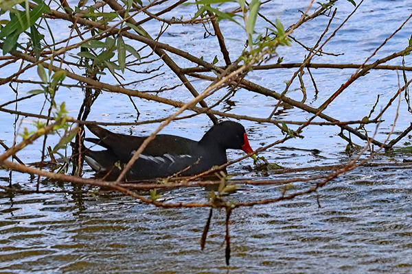 �A�I�A�V�V�M