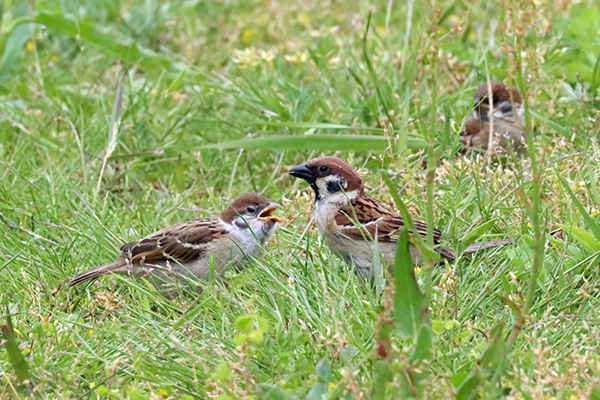 �X�Y���̐e�q