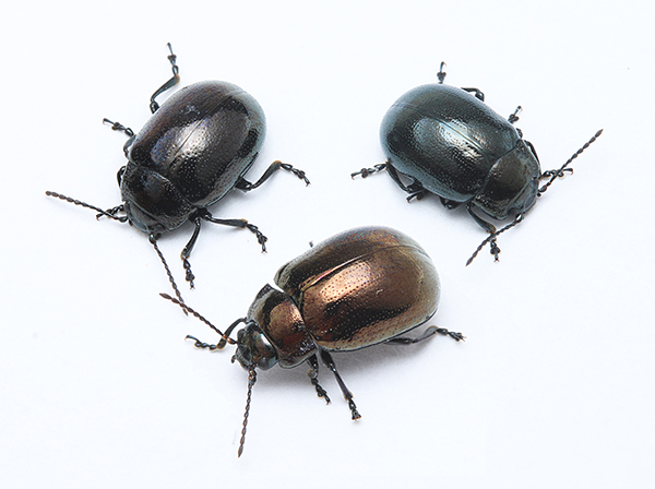 �C���c�o��