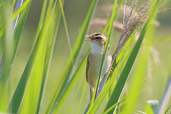 �R���V�L��