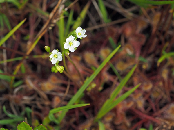 ���E�Z���S�P