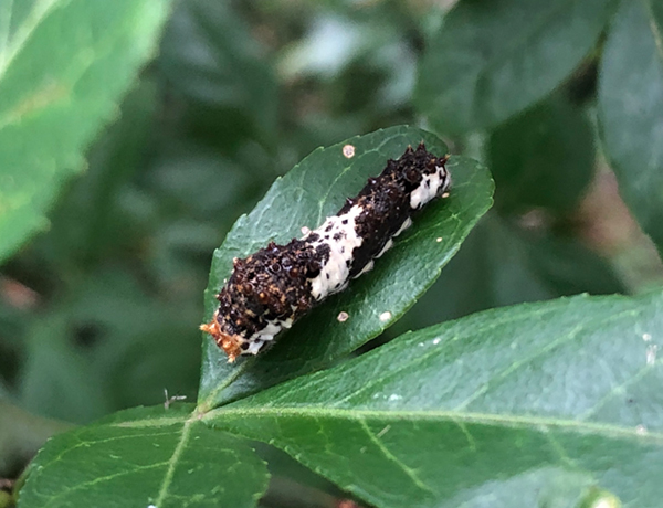 ���̃t���H