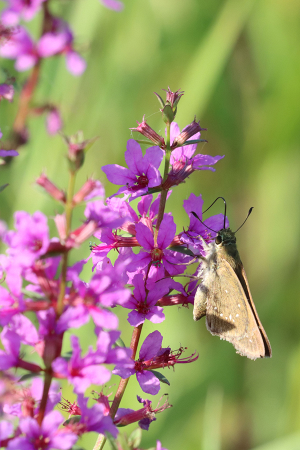 �~�\�n�M�̉Ԃƃ`���o�l�Z�Z��